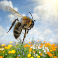 WE MAKE BUZZ